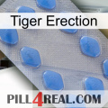 Tiger Erection 21